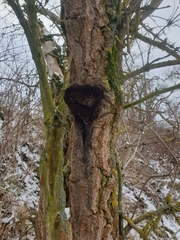 Inonotus cuticularis