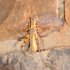 Melanoplus packardii