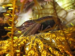 Synalpheus stimpsonii