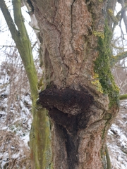 Inonotus cuticularis