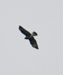 Buteo buteo