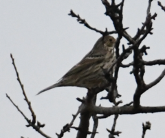Emberiza calandra