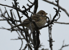 Emberiza calandra