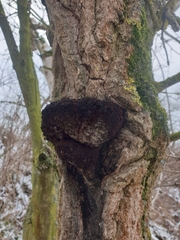 Inonotus cuticularis