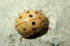 Harmonia sedecimnotata