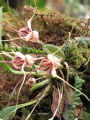 Masdevallia nidifica