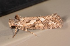 Acrolophinae
