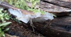 Exidia thuretiana