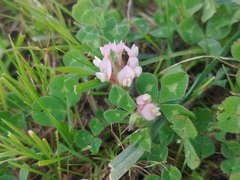 Trifolium clypeatum