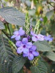 Eranthemum tetragonum