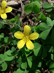 Oxalis conorrhiza