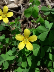 Oxalis conorrhiza