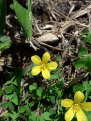 Oxalis conorrhiza