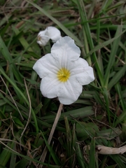 Nierembergia rivularis