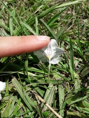 Nierembergia rivularis