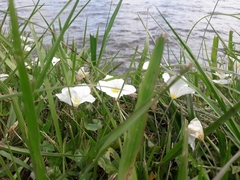 Nierembergia rivularis