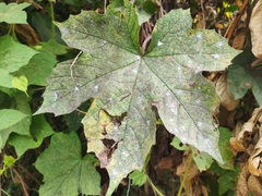 Camonea vitifolia