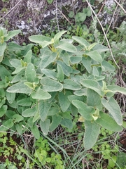 Phlomis viscosa