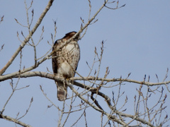 Buteo jamaicensis
