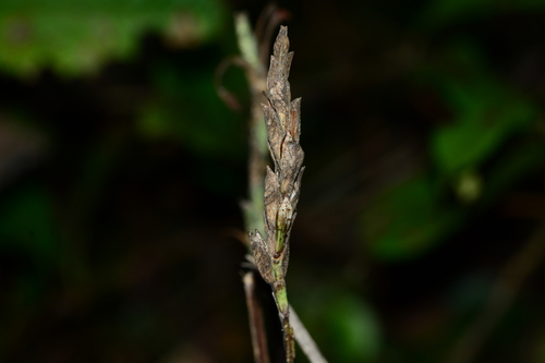 Image of Eranthemum roseum by no rights reserved