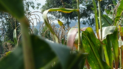 Crithagra citrinelloides