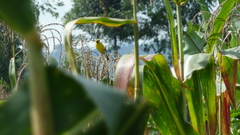 Crithagra citrinelloides