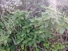 Phlomis viscosa