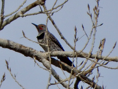 Colaptes auratus