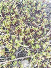 Crassula vaillantii