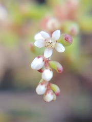 Crassula vaillantii