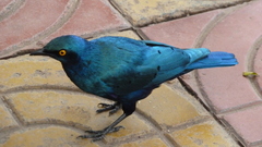 Lamprotornis chalybaeus