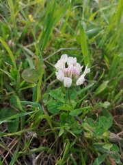 Trifolium clypeatum