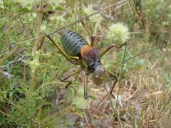 Neocallicrania miegii