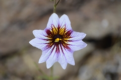 Salpiglossis sinuata