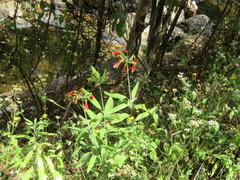 Alstroemeria longistaminea