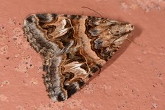 Drasteria mirifica