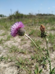 Carduus hamulosus