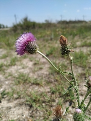 Carduus hamulosus