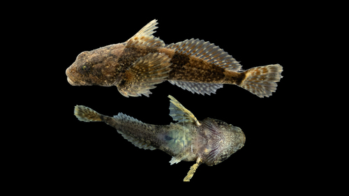 Mottled Sculpin