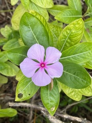 Catharanthus roseus image