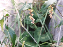 Dioscorea orientalis