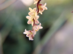 Dioscorea orientalis