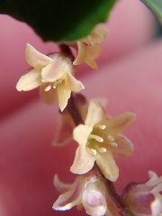 Dioscorea orientalis