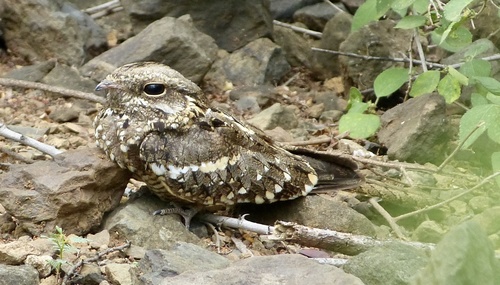 Slender-tailed Nightjar (Caprimulgus clarus), photo 8