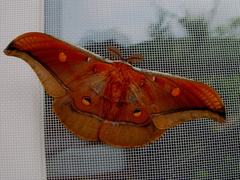 Antheraea formosana