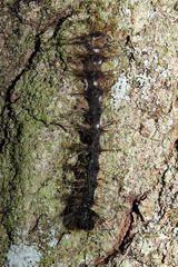 Entomophaga maimaiga