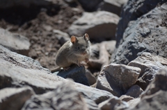 Abrothrix andina