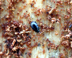 Plegaderus vulneratus
