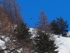 Turdus pilaris