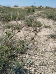 Astragalus varius eupatoricus
